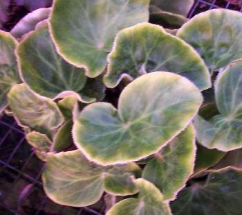 B. ‘Palomar Fanfare’